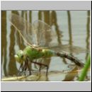 Anax imperator - Grosse Koenigslibelle w05.jpg